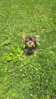 Yorkie girl 1, a female Yorkshire Terrier for sale in Wooster, OH – 4 of 6