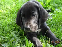 Butch, a male Great Dane for sale in Wooster, OH – 2 of 4