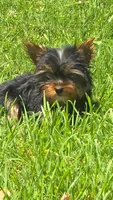 Yorkie girl 1, a female Yorkshire Terrier for sale in Wooster, OH – 5 of 6