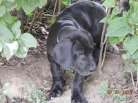 Butch, a male Great Dane for sale in Wooster, OH – 3 of 4