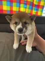 Kiwi, a female Shiba Inu for sale in Las Vegas, NV – 2 of 2