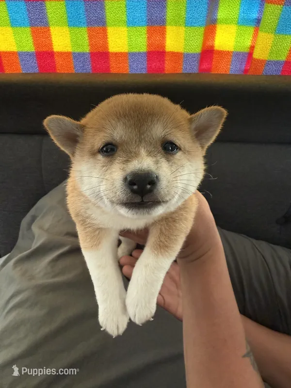 Peaches – Shiba Inu puppy for sale in Las Vegas, NV