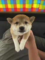 Peaches, a female Shiba Inu for sale in Las Vegas, NV – 1 of 2