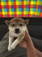 Peaches, a female Shiba Inu for sale in Las Vegas, NV – 2 of 2