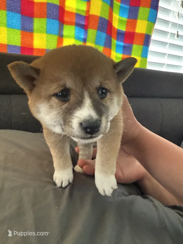 Kiwi – Shiba Inu puppy for sale in Las Vegas, NV