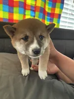 Kiwi, a female Shiba Inu for sale in Las Vegas, NV – 1 of 2