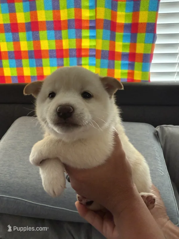 Coconut – Shiba Inu puppy for sale in Las Vegas, NV
