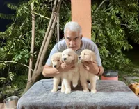 Beer, a female Golden Retriever for sale in Miami, FL – 3 of 9