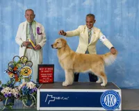 Beer, a female Golden Retriever for sale in Miami, FL – 6 of 9