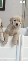 Beer, a female Golden Retriever for sale in Miami, FL – 2 of 9