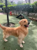 Beer, a female Golden Retriever for sale in Miami, FL – 8 of 9