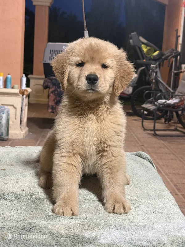 Red Mary – Golden Retriever puppy for sale in Miami, FL