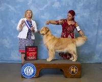 Beer, a female Golden Retriever for sale in Miami, FL – 7 of 9