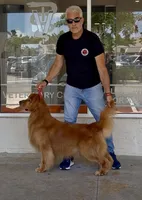 Red Mary, a female Golden Retriever for sale in Miami, FL – 2 of 6