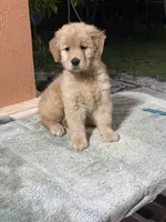 Red Mary, a female Golden Retriever for sale in Miami, FL – 6 of 6