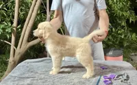 Beer, a female Golden Retriever for sale in Miami, FL – 4 of 9