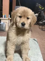 Red Mary, a female Golden Retriever for sale in Miami, FL – 3 of 6