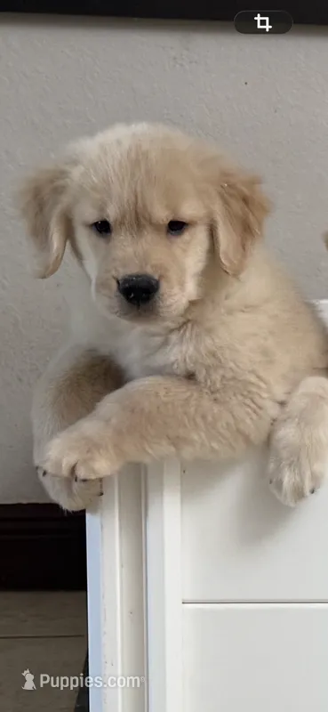Beer – Golden Retriever puppy for sale in Miami, FL