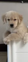 Beer, a female Golden Retriever for sale in Miami, FL – 1 of 9
