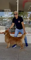 Red Mary, a female Golden Retriever for sale in Miami, FL – 4 of 6