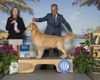 Beer, a female Golden Retriever for sale in Miami, FL – 9 of 9