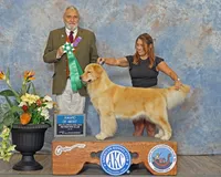 Beer, a female Golden Retriever for sale in Miami, FL – 5 of 9