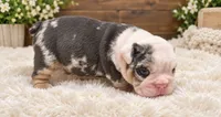 Oogie , a male English Bulldog for sale in Pico Rivera, CA – 2 of 2