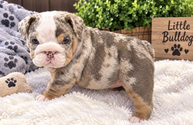 Cindi – English Bulldog puppy for sale in Pico Rivera, CA