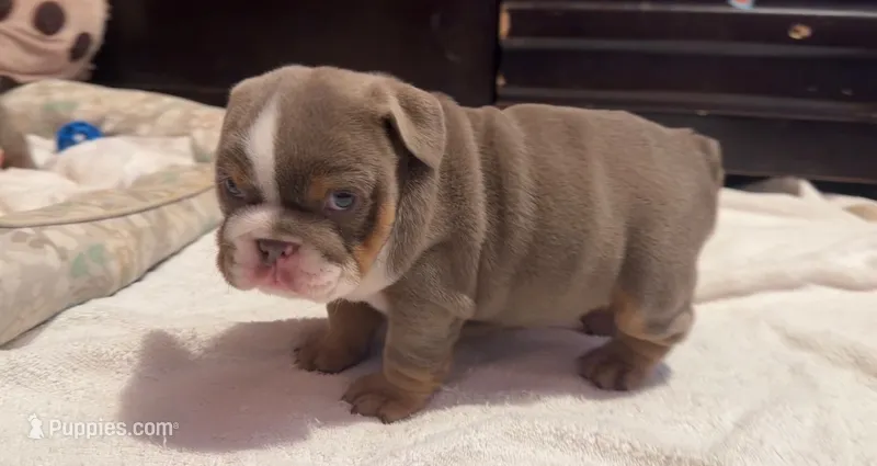Pancake  – English Bulldog puppy for sale in Pico Rivera, CA