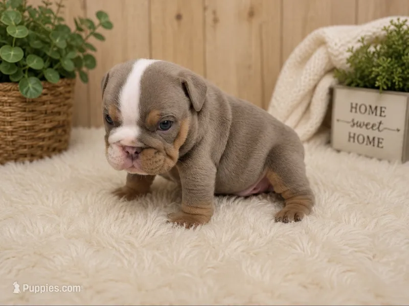 Tommy – English Bulldog puppy for sale in Pico Rivera, CA