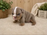 Tommy, a male English Bulldog for sale in Pico Rivera, CA – 1 of 2