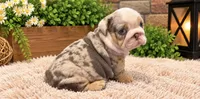 Dixie, a female English Bulldog for sale in Pico Rivera, CA – 2 of 3