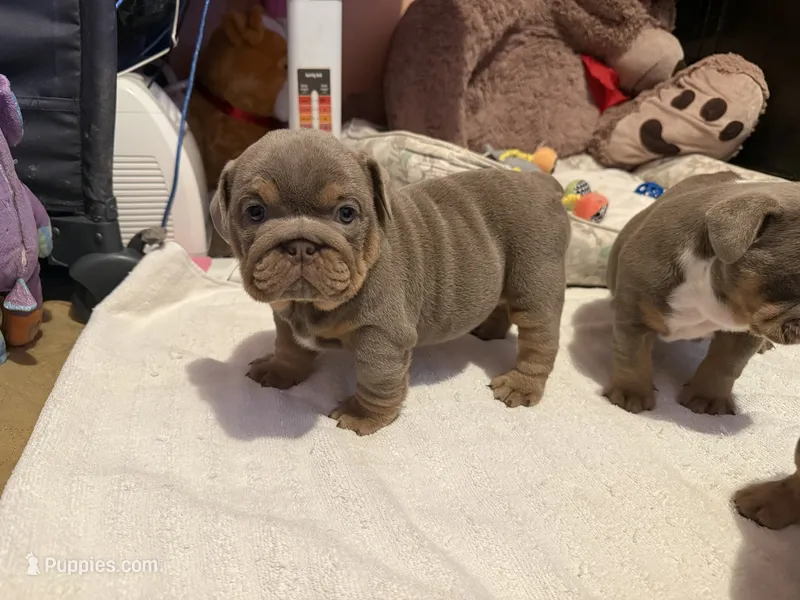 Tina – English Bulldog puppy for sale in Pico Rivera, CA