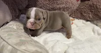 Tommy, a male English Bulldog for sale in Pico Rivera, CA – 2 of 2