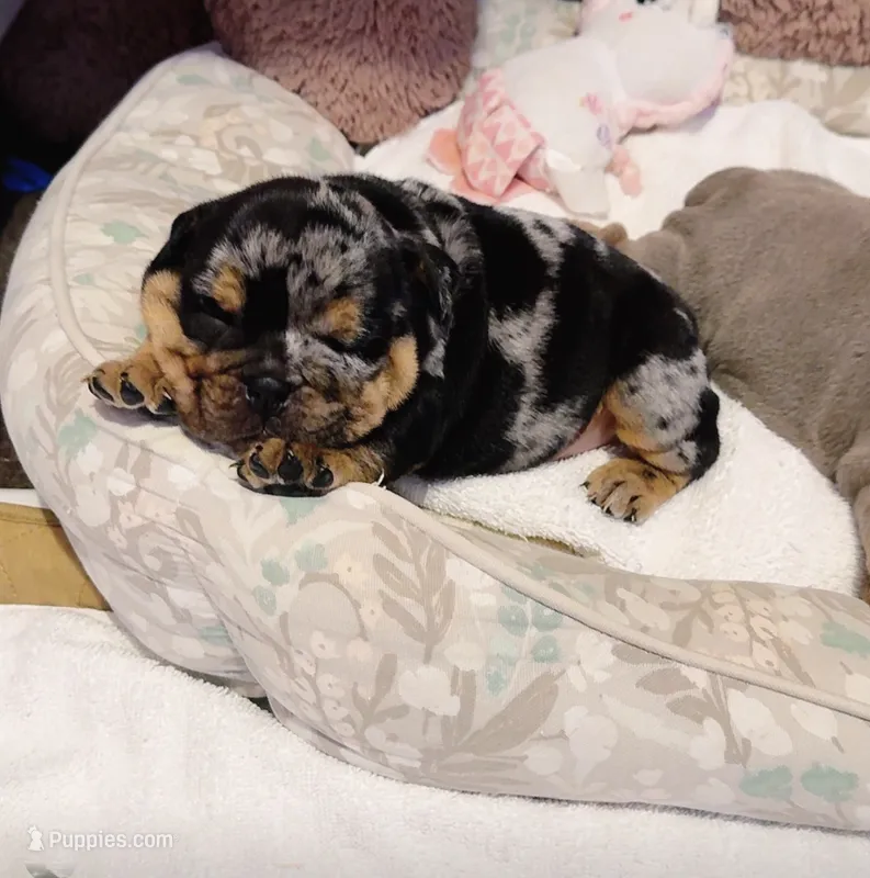 Cookie – English Bulldog puppy for sale in Pico Rivera, CA