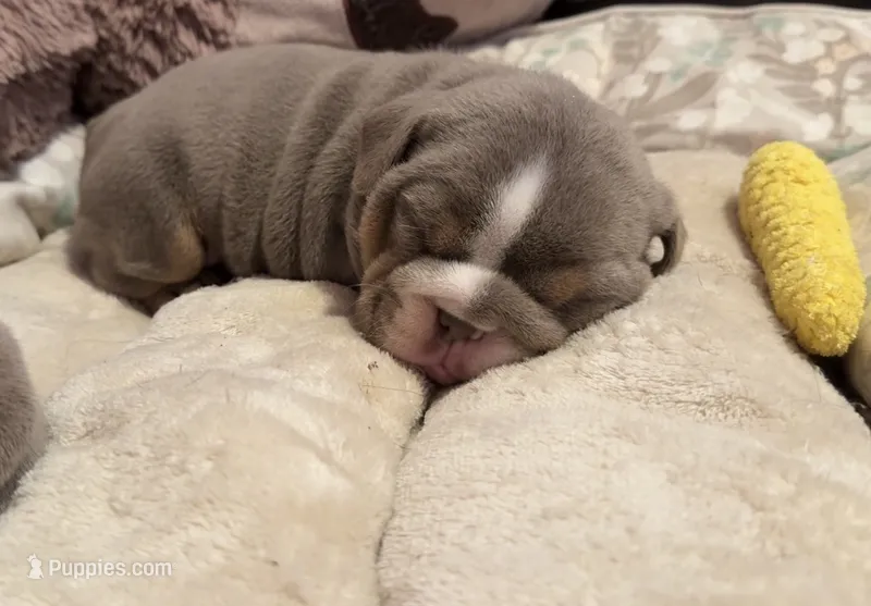 Pancake  – English Bulldog puppy for sale in Pico Rivera, CA