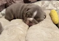 Pancake , a female English Bulldog for sale in Pico Rivera, CA – 1 of 1