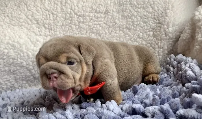 Tina – English Bulldog puppy for sale in Pico Rivera, CA