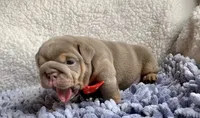 Tina, a female English Bulldog for sale in Pico Rivera, CA – 1 of 1