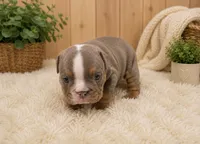 Bobby, a male English Bulldog for sale in Pico Rivera, CA – 2 of 2