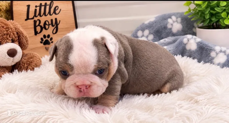 Maple – English Bulldog puppy for sale in Pico Rivera, CA