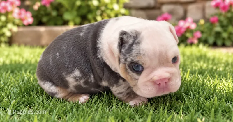 Oogie  – English Bulldog puppy for sale in Pico Rivera, CA