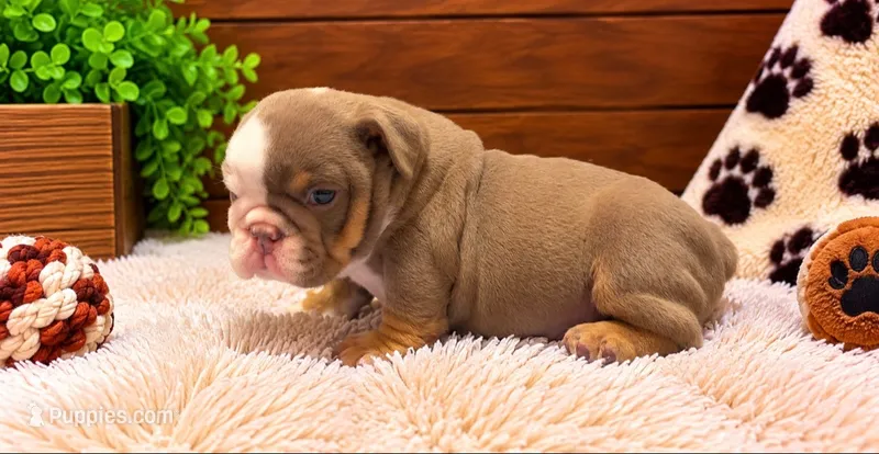 Spike – English Bulldog puppy for sale in Pico Rivera, CA