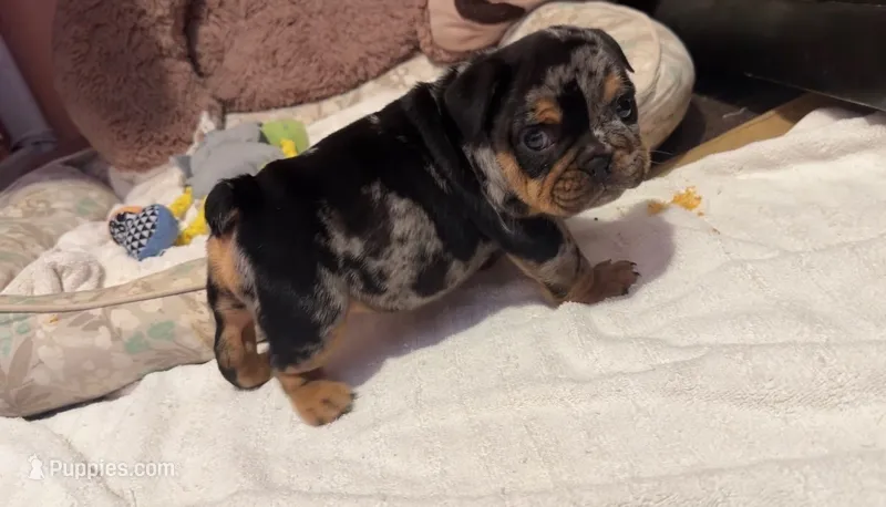Cookie – English Bulldog puppy for sale in Pico Rivera, CA