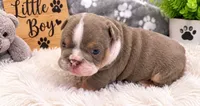 London, a female English Bulldog for sale in Pico Rivera, CA – 1 of 1