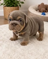 Pancake, a female English Bulldog for sale in Pico Rivera, CA – 1 of 5