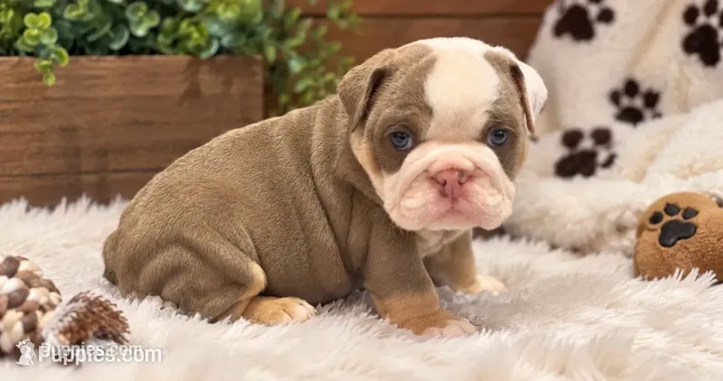 Maple – English Bulldog puppy for sale in Pico Rivera, CA