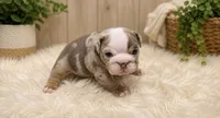 Cindi, a female English Bulldog for sale in Pico Rivera, CA – 2 of 2