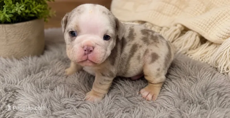 Frostie – English Bulldog puppy for sale in Pico Rivera, CA
