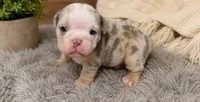 Frostie, a male English Bulldog for sale in Pico Rivera, CA – 1 of 2